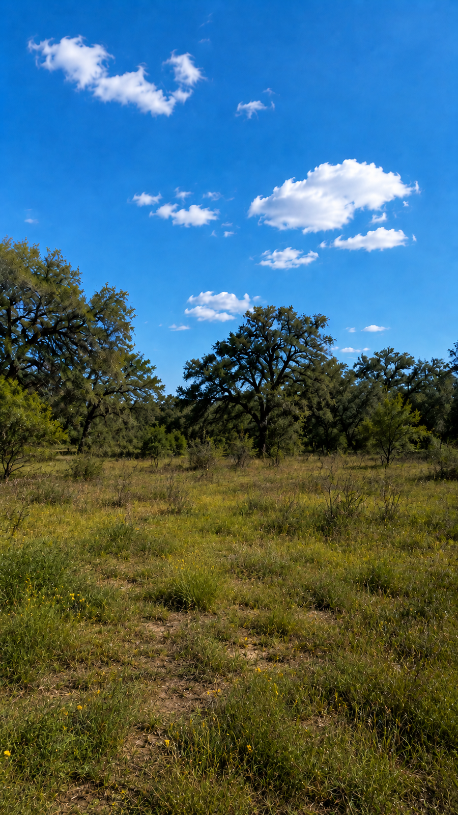 Before — bare undeveloped land